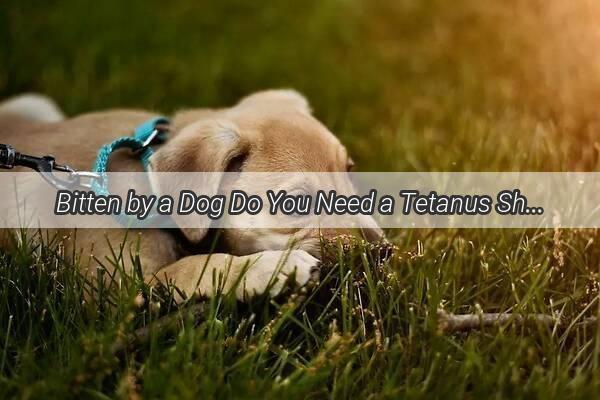 Bitten by a Dog Do You Need a Tetanus Shot A Comprehensive Guide to Protecting Your Health